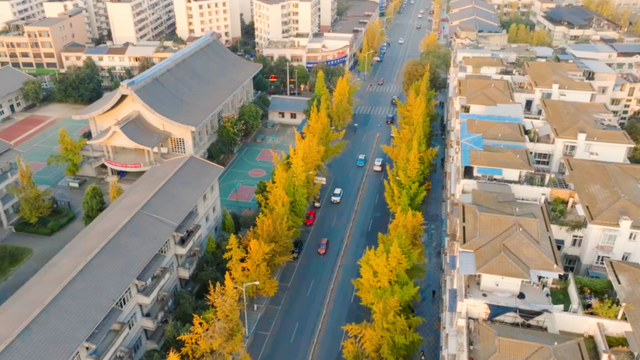 落叶缓扫！在什邡邂逅初冬的“杏”好时光