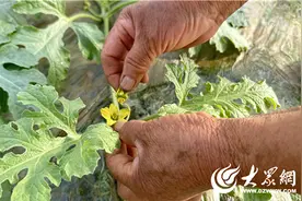 高青县常家镇：春日瓜棚农事忙 西瓜管护促振兴图片