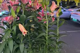 “成都的绿化带，你是真的会种！”图片