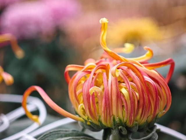 限时开启！花展进行中，还可以带回家→