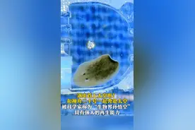 涡虫首上太空啦！被科学家称为“生物界孙悟空” 具有强大的再生能力图片