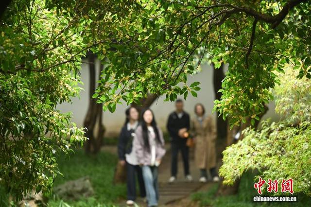 杭州西湖十景之“满陇桂雨”迎来最佳观赏期