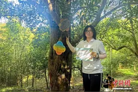 湖北咸宁：准大学生认养古桂花树记乡愁图片