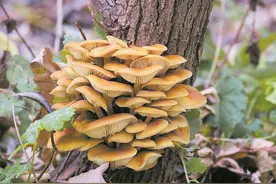 深读 | 从黄白之变，窥见金针菇强“芯”路图片