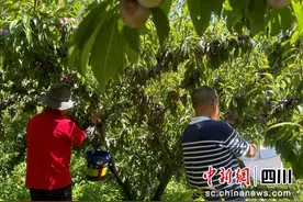 汶川县威州镇850亩红脆李喜获丰收图片