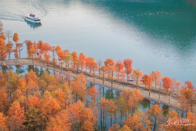 冬日红杉林景美如画