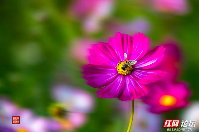 秋游时刻丨在安乡书院洲，被格桑花海和柳林清风彻底治愈了