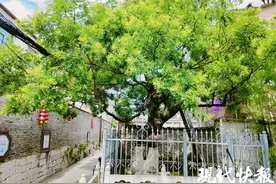 “南柯一梦”中的千年古槐花开了图片