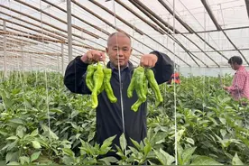 安徽涡阳西阳镇：辣椒丰收采摘忙 农户增收笑开颜图片