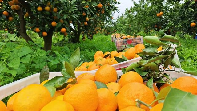 看，丹江口水库中央这幅“水墨长卷”！