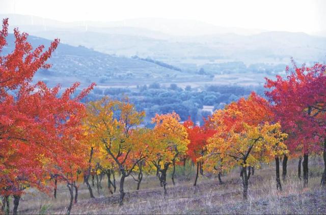 大美陕西 || 塞下秋来风景异