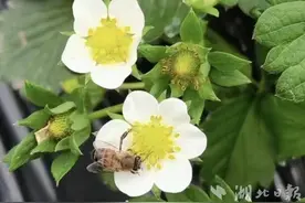建始三里：“授粉小能手”助力草莓增收图片