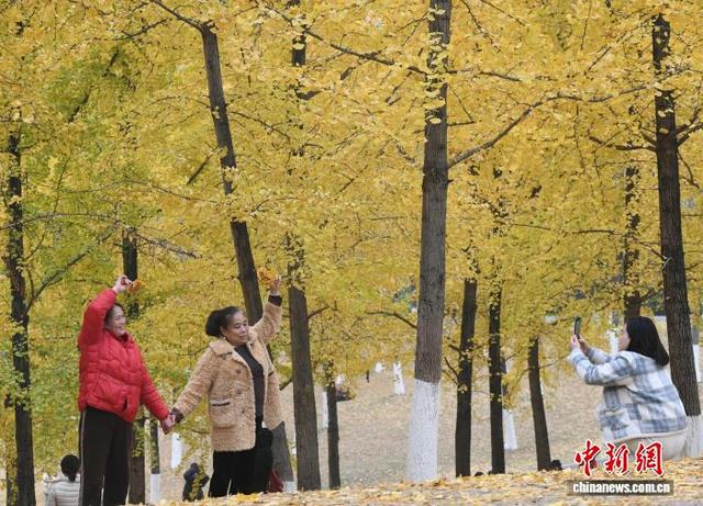重庆：冬日银杏美如画 金黄满枝引游人