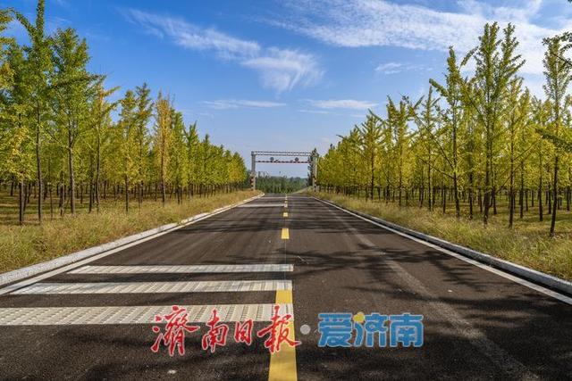 济南黄河银杏林部分区域秋色渐染，银杏初黄美如画