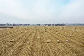 变废为宝 辽宁秸秆利用率达93.16%图片