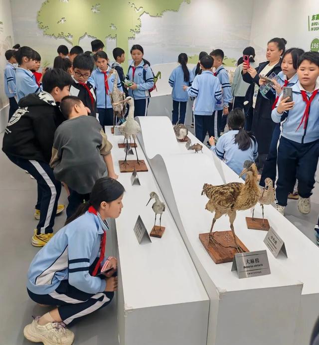 观鸟东寨港· 把一片红树林带回家