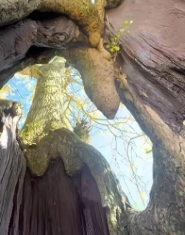 湖南绝美银杏打卡地，太出片了