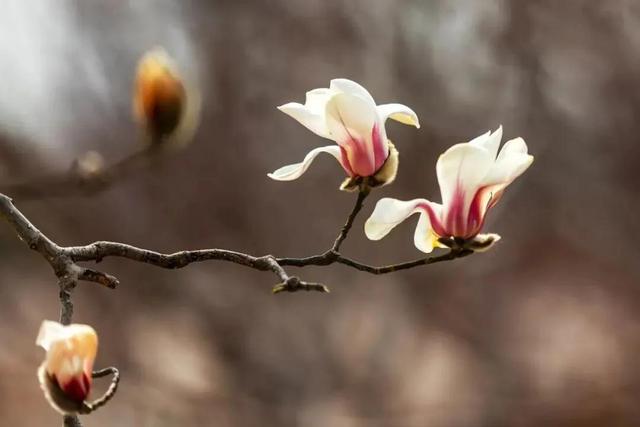 走起，去北京通州赏春花，邂逅最美春色