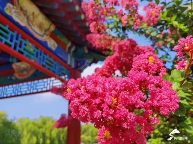 组图丨泰山虎山公园：紫薇花开 惊艳盛夏