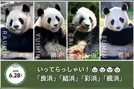 日本和歌山县4只大熊猫踏上回国旅程图片