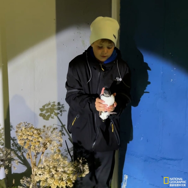 冰岛夏末，又到了“把小海鹦抛下悬崖”的季节