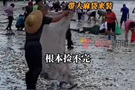 海鲜拿麻袋捡，当地人：根本捡不完图片