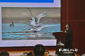 “神话之鸟”创造“神话” 中华凤头燕鸥突破200只图片