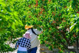 @青岛人，快来摘樱桃！错过要等一年图片