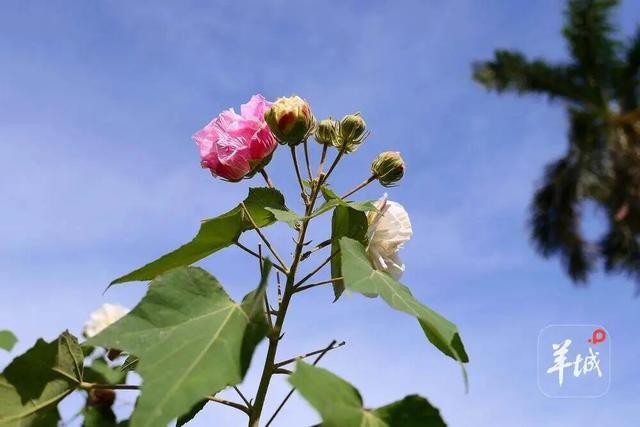 盛花期！流花湖畔迎来“冬日浪漫”！