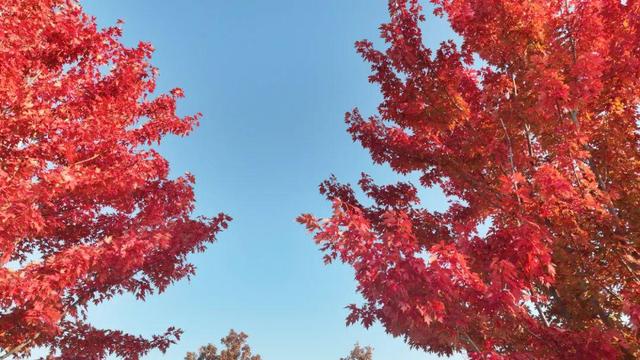 红了~红了，来宿城追“枫”！