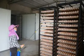 新华全媒+|“一只鸡”背后的“土特产”文章图片