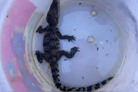 市民捡到一只怪物，是“萌宠”还是“猛兽”？警方提醒：这类动物不得私自饲养图片