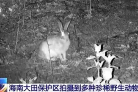 海南坡鹿、圆鼻巨蜥、小灵猫……海南大田保护区拍摄到多种珍稀野生动物图片