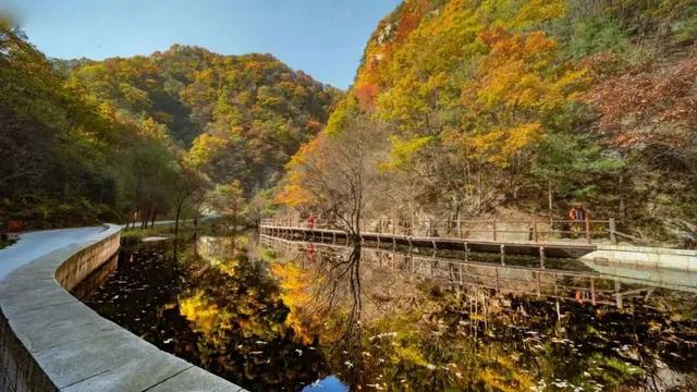 待天晴，看洛阳漫山姹紫嫣红→