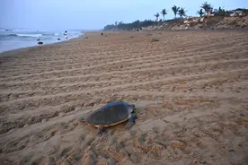 （外代一线）印度：海龟产卵图片