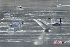 【甘快看】如约而至！西伯利亚大天鹅越冬三江口图片