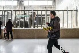 河北石家庄：动物园里的“超级奶爸”图片