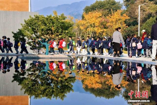 满树金黄落地成“宝” 浙江鹿城“一片叶子”撬动初冬流量