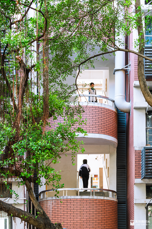 一条荔园路，多少蛇口人的前半生