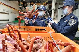 口岸首次！61吨鲜活金霸王蟹登陆青岛图片