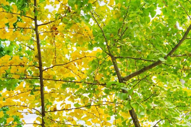 初冬，来晋宁邂逅一场金色的童话