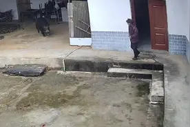 陕西安康野猪撕咬老人致死，律师称或涉民事侵权责任，保险公司：最高赔10万图片