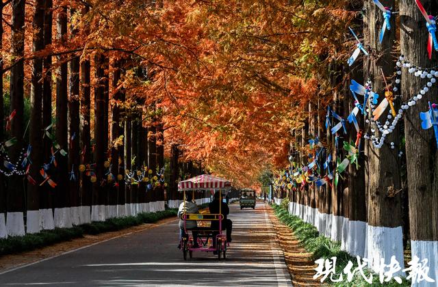 超美超出片！盐城黄海森林的水杉红了
