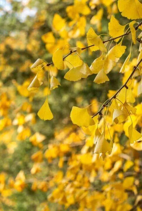 惊艳！身边的北京秋景“天花板”来了！