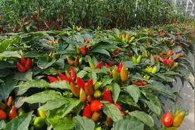 果然有种｜南繁成功选育10个热带辣椒新材料 企业上门寻合作图片
