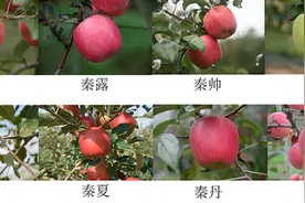 西农大8个苹果新品种获得农业农村部植物新品种权图片