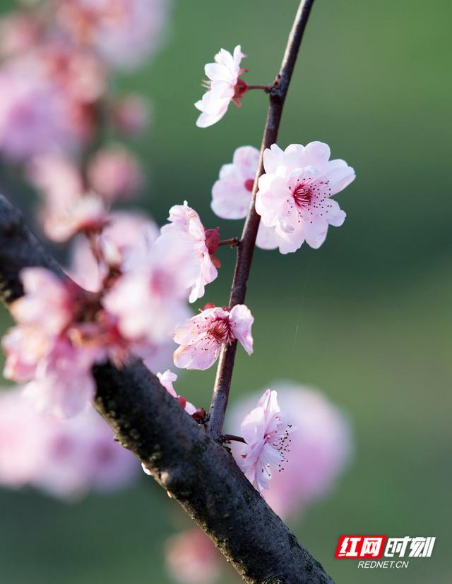 “花”样珠晖｜春日时光，没你不行！一起来看金甲“梅景”