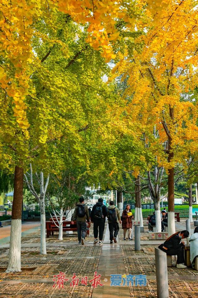 金叶翩跹映泉城，广场银杏醉游人