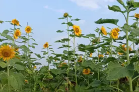 女儿今年高考，永州大姐种了一块向日葵田为她祝福：有200多棵，送了很多给其他家长图片