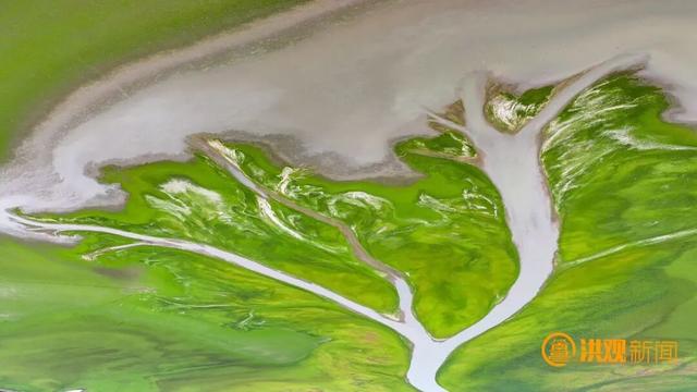 太美了！鄱阳湖现“大地之树”自然奇观